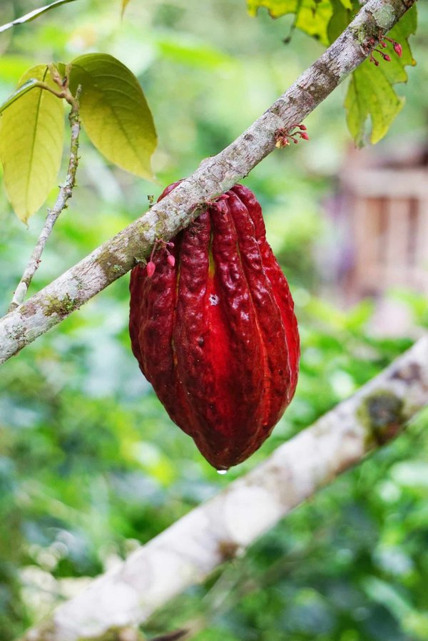 Comment participer à des cérémonies de cacao en Amérique centrale?