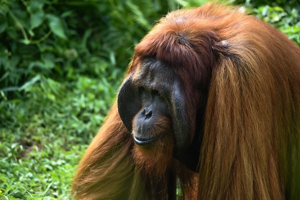 Quels sont les meilleurs endroits pour observer les orangs-outans à Bornéo?